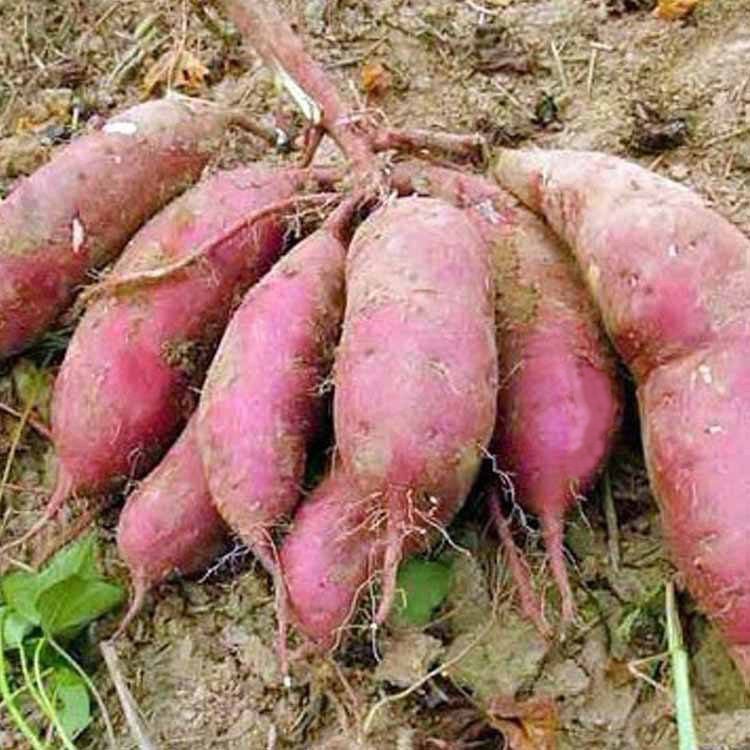 商薯19號的栽培要點(diǎn)